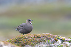 Arctic skua