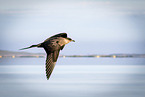 Arctic skua