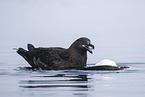 Arctic skua