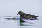 Arctic skua