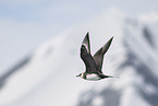 arctic skua