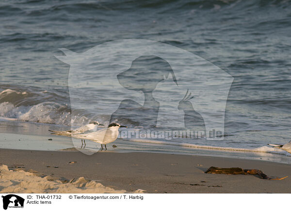 Kstenseeschwalben / Arctic terns / THA-01732