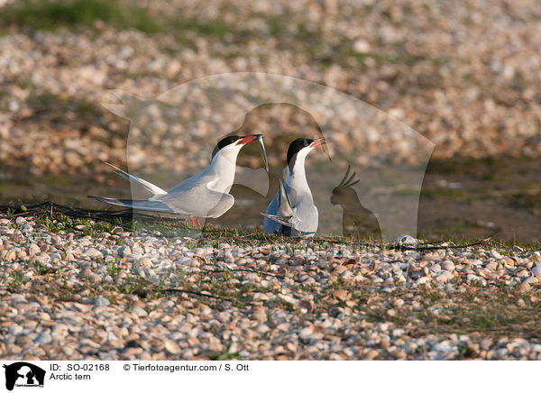 Kstenseeschwalbe / Arctic tern / SO-02168
