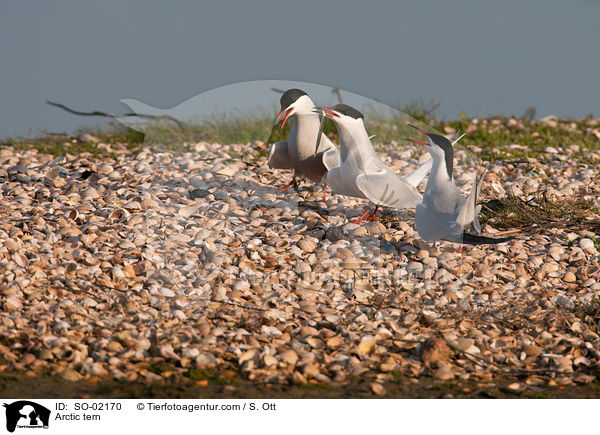 Kstenseeschwalbe / Arctic tern / SO-02170