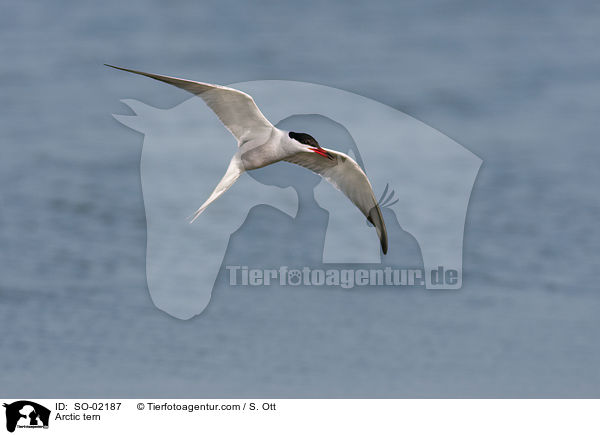 Kstenseeschwalbe / Arctic tern / SO-02187