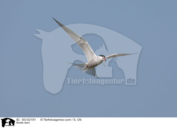 Kstenseeschwalbe / Arctic tern / SO-02191