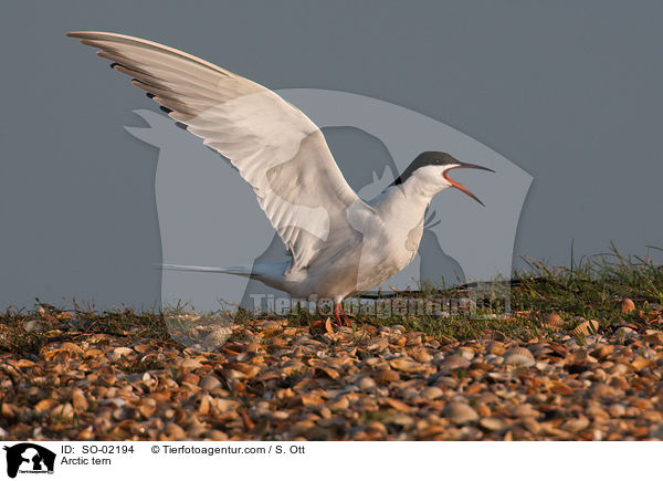 Kstenseeschwalbe / Arctic tern / SO-02194