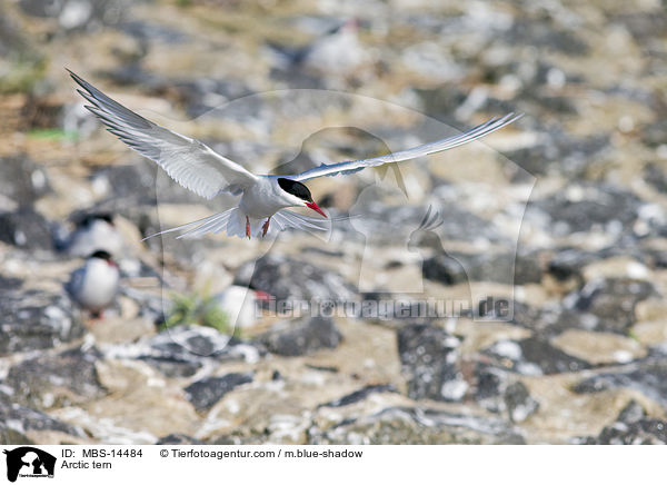 Arctic tern / MBS-14484