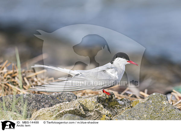 Kstenseeschwalbe / Arctic tern / MBS-14488
