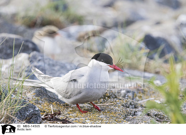 Arctic tern / MBS-14505