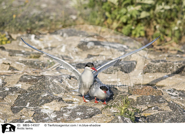 Arctic terns / MBS-14507