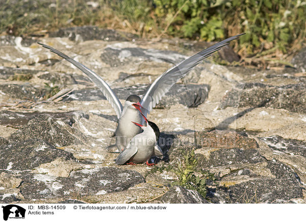 Arctic terns / MBS-14509