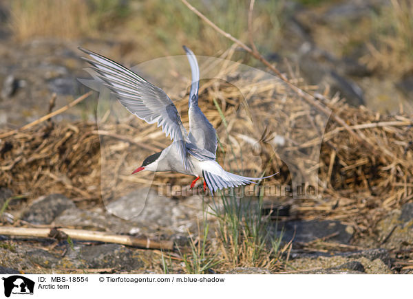 Küstenseeschwalbe / Arctic tern / MBS-18554