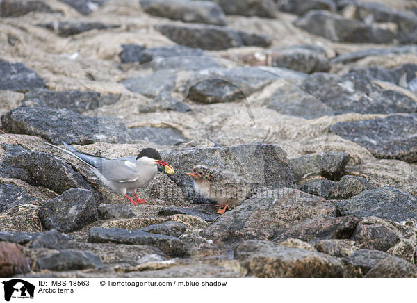 Arctic terns / MBS-18563
