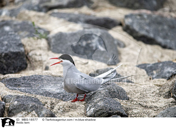 Kstenseeschwalbe / Arctic tern / MBS-18577