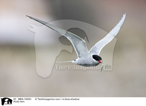 Kstenseeschwalbe / Arctic tern / MBS-18583