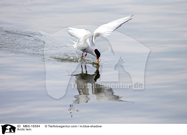Kstenseeschwalbe / Arctic tern / MBS-18584