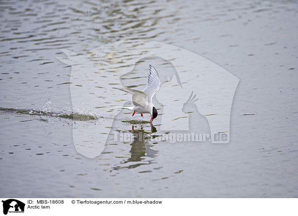 Kstenseeschwalbe / Arctic tern / MBS-18608
