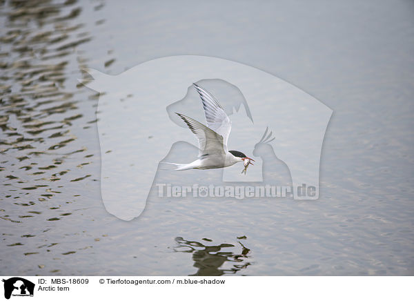 Kstenseeschwalbe / Arctic tern / MBS-18609