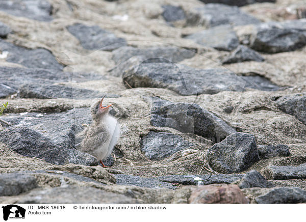 Kstenseeschwalbe / Arctic tern / MBS-18618