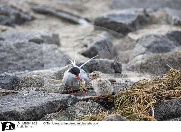 Kstenseeschwalben / Arctic terns / MBS-18621