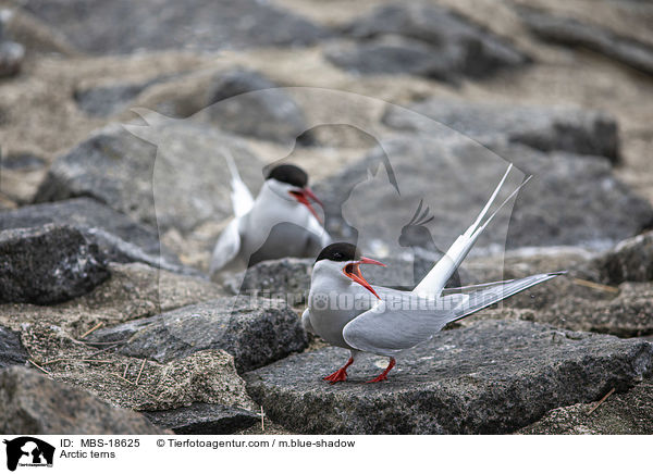 Kstenseeschwalben / Arctic terns / MBS-18625