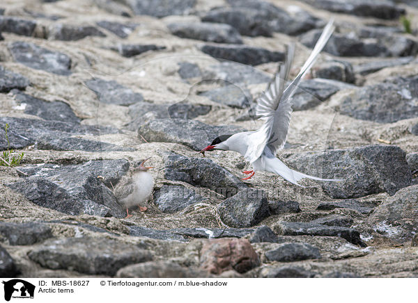 Kstenseeschwalben / Arctic terns / MBS-18627