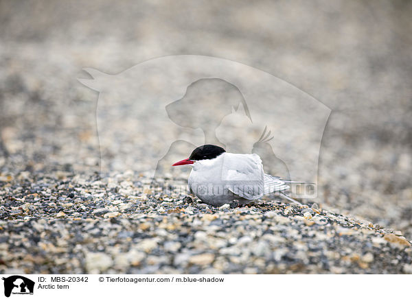 Kstenseeschwalbe / Arctic tern / MBS-20342