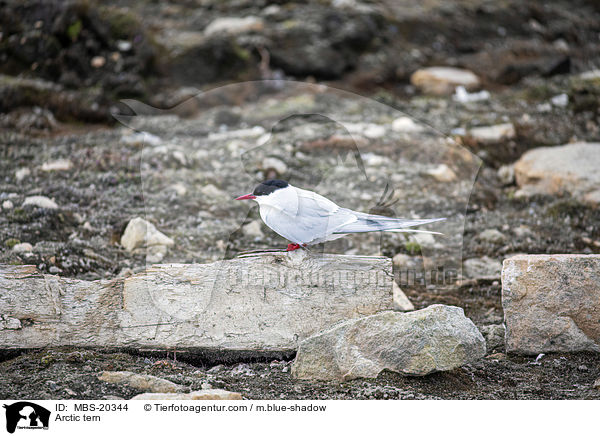Kstenseeschwalbe / Arctic tern / MBS-20344