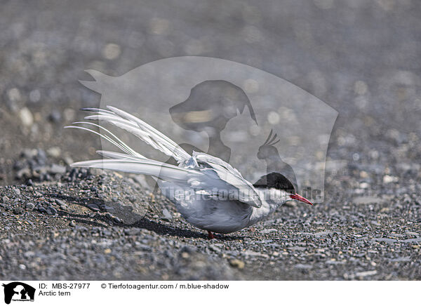 Kstenseeschwalbe / Arctic tern / MBS-27977