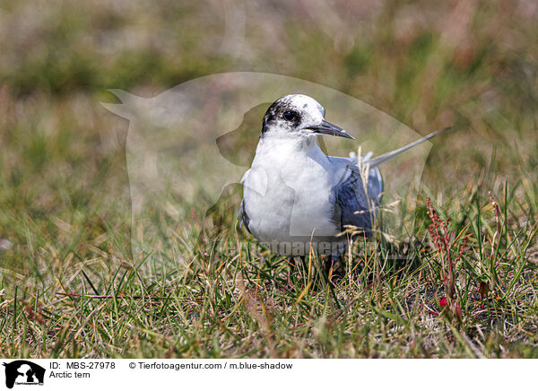 Kstenseeschwalbe / Arctic tern / MBS-27978