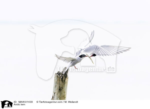 Kstenseeschwalbe / Arctic tern / MAW-01439