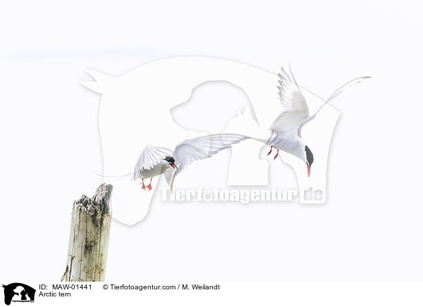 Kstenseeschwalbe / Arctic tern / MAW-01441