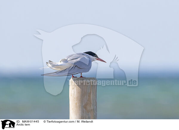 Kstenseeschwalbe / Arctic tern / MAW-01445