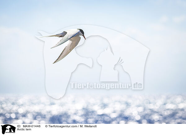 Kstenseeschwalbe / Arctic tern / MAW-01446