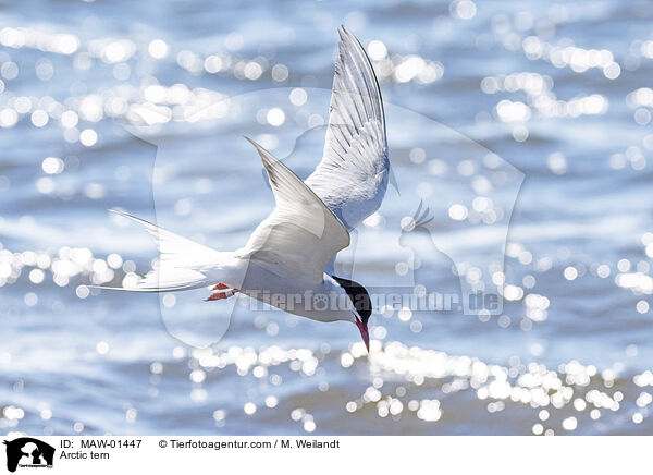 Kstenseeschwalbe / Arctic tern / MAW-01447