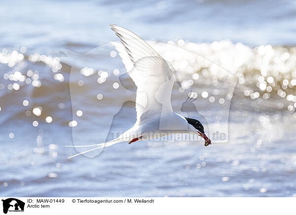 Kstenseeschwalbe / Arctic tern / MAW-01449