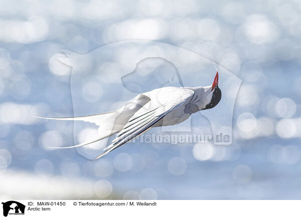 Kstenseeschwalbe / Arctic tern / MAW-01450