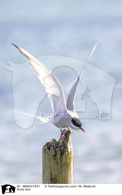 Kstenseeschwalbe / Arctic tern / MAW-01451