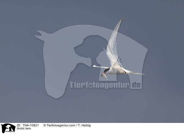 Kstenseeschwalbe / Arctic tern / THA-10821