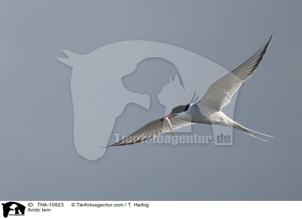 Kstenseeschwalbe / Arctic tern / THA-10823