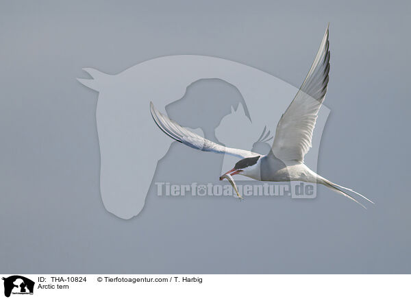 Kstenseeschwalbe / Arctic tern / THA-10824