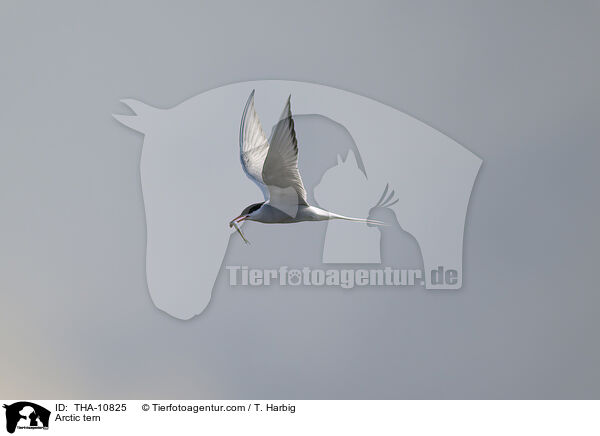 Kstenseeschwalbe / Arctic tern / THA-10825