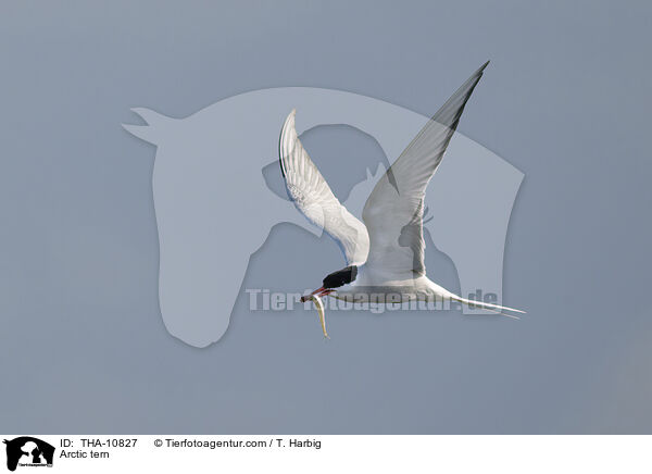 Kstenseeschwalbe / Arctic tern / THA-10827