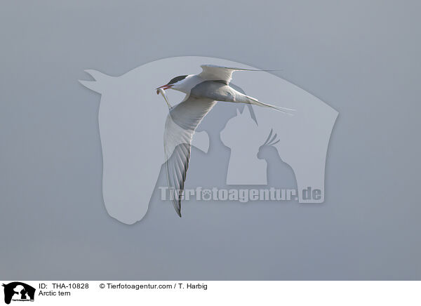 Kstenseeschwalbe / Arctic tern / THA-10828