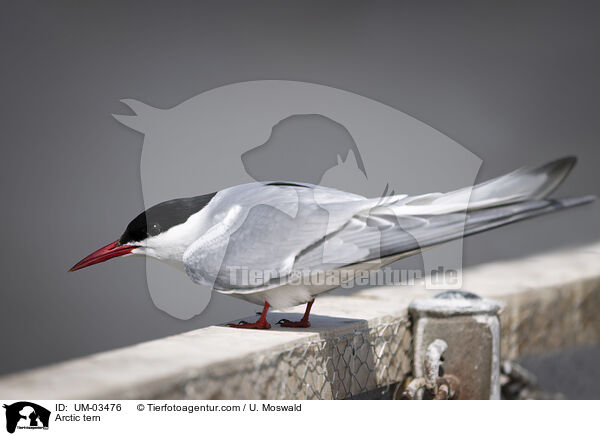 Kstenseeschwalbe / Arctic tern / UM-03476