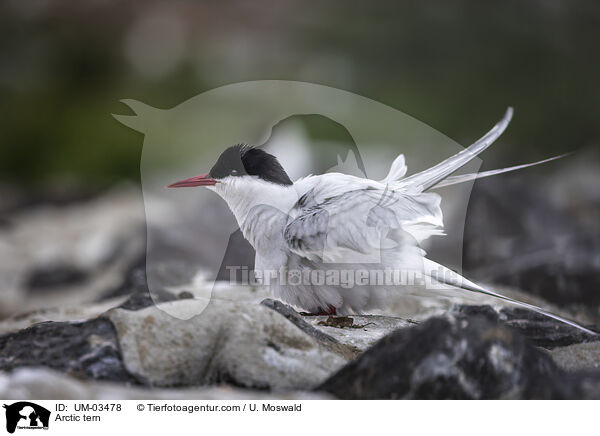 Kstenseeschwalbe / Arctic tern / UM-03478