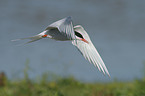 Arctic tern