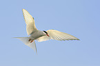 Arctic tern