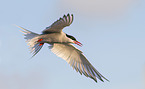 Arctic tern